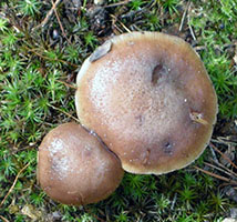 Armillaria bulbosa